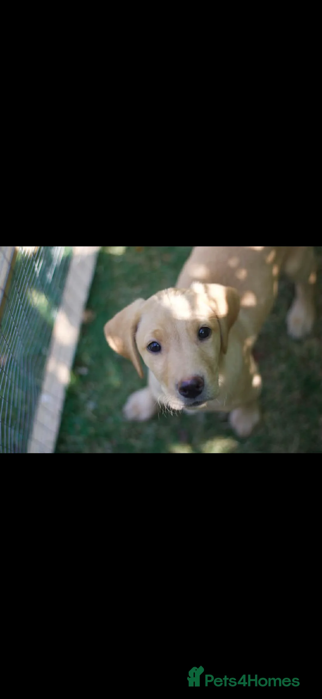 Labrador Retriever dogs for sale: Two KC registered beautiful pups, ready to go!  - Advert 8