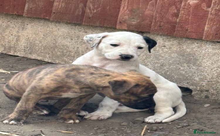 Lurcher dogs - Advert 7