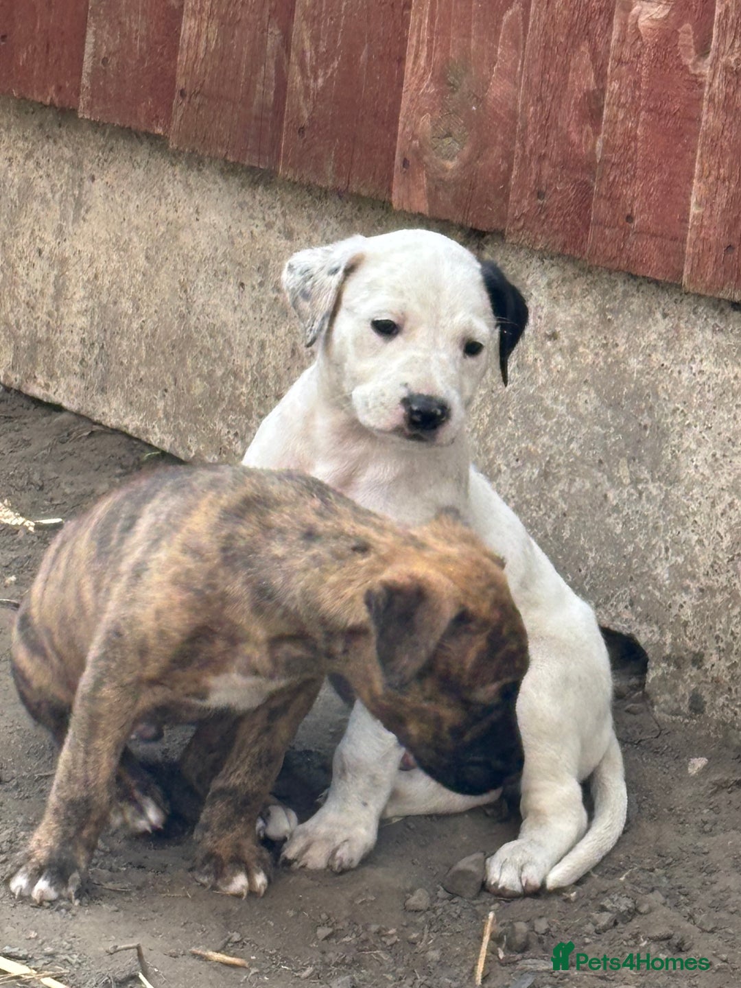 Lurcher dogs for sale: Bull X pups!  - Image 1