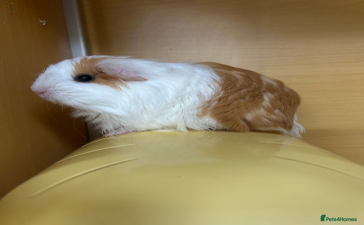 Guinea Pig rodents - Advert 2