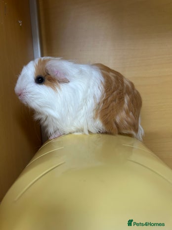 Guinea Pig rodents - Advert 3