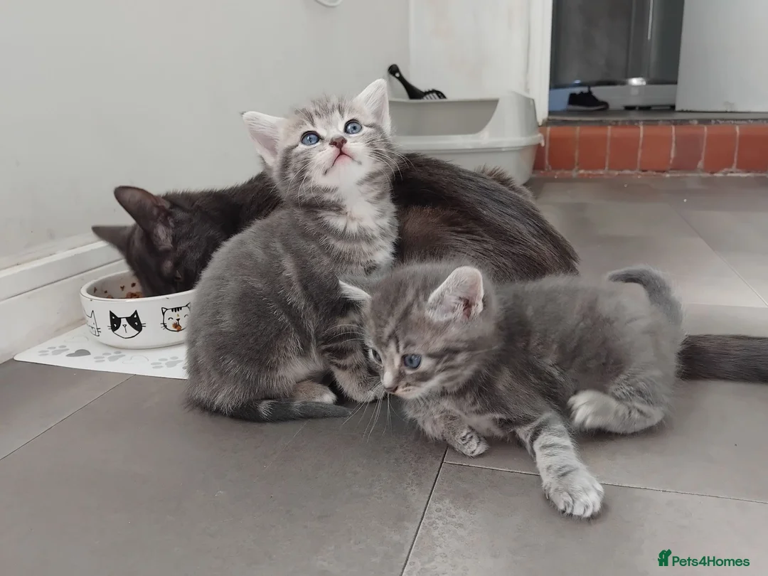 Domestic Shorthair cats for sale: Kittens for sale - Advert 1