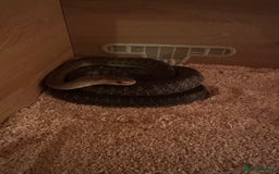 Snake reptiles for sale:  Aesculapian snake - Image 1