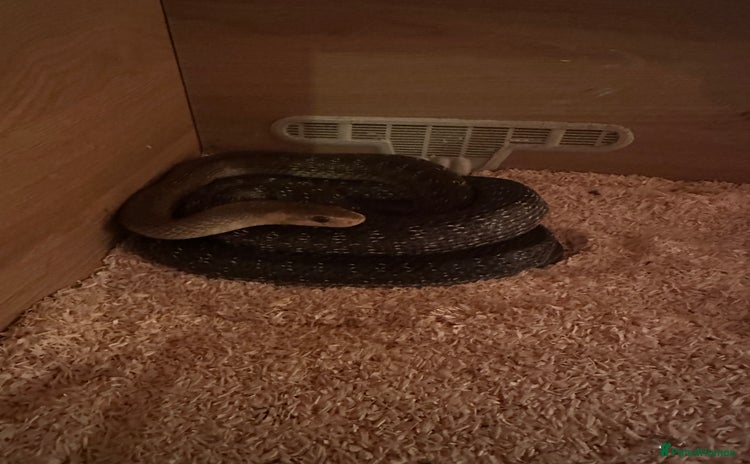 Snake reptiles - Advert 3