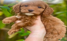 Cavapoo dogs for sale: Cottage Cavapoo Puppies  - Image 9