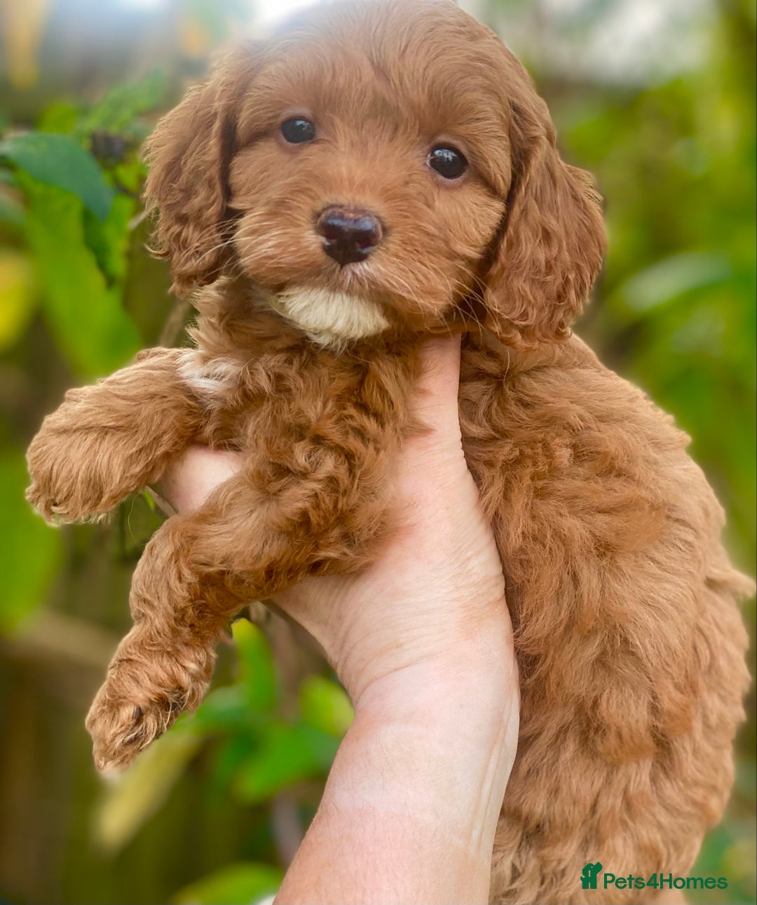 Cavapoo dogs for sale: Cottage Cavapoo Puppies  - Image 9