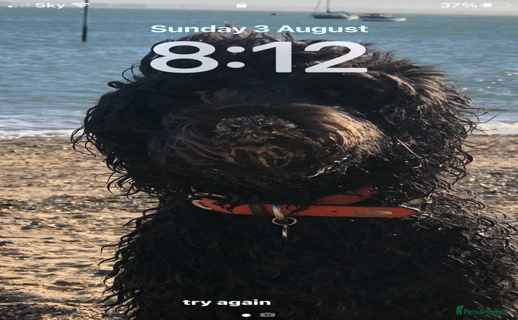 Cockapoo dogs - Advert 11