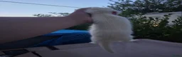 Ferret rodents for sale: Stunning part angora kits for sale - Advert 8