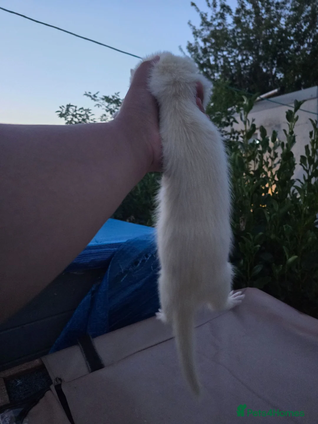Ferret rodents for sale: Stunning part angora kits for sale - Advert 8