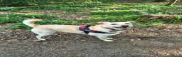 Mixed Breed dogs for adoption: Bingo for adoption in Hailsham - Advert 9