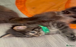 Maine Coon cats for sale: 🐾🐈‍⬛10 week old Maine coon kittens🐈‍⬛🐾 - Image 14