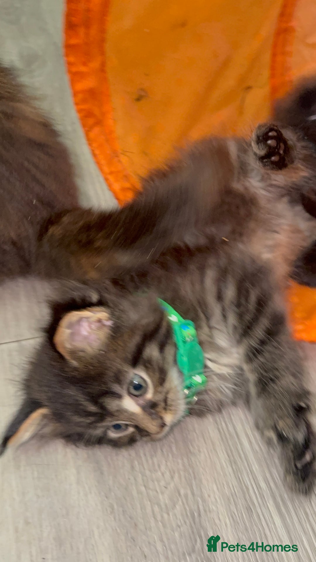 Maine Coon cats for sale: 🐾🐈‍⬛10 week old Maine coon kittens🐈‍⬛🐾 - Image 14