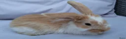 Mini Lop rabbits for sale: Cute French x Mini Lop Looking for Loving Homes! - Advert 6