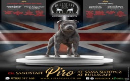 Staffordshire Bull Terrier dogs for sale: 🏆BLUE CHAMPION STAFFORDSHIRE BULL TERRIER PUPS  - Image 3