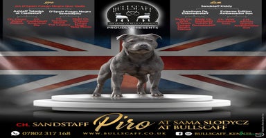 Staffordshire Bull Terrier dogs - Advert 5