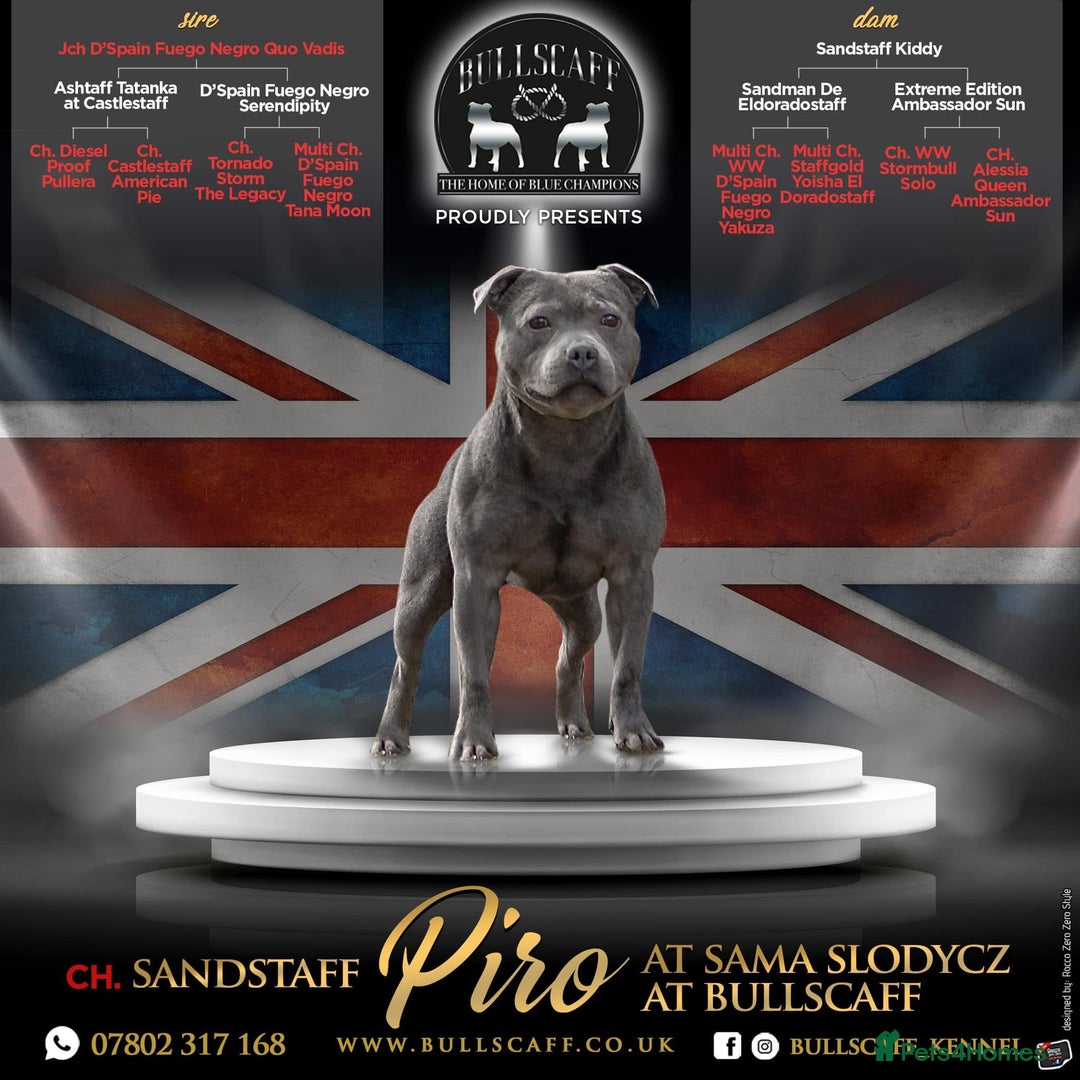 Staffordshire Bull Terrier dogs for sale: 🏆BLUE CHAMPION STAFFORDSHIRE BULL TERRIER PUPS  - Image 3
