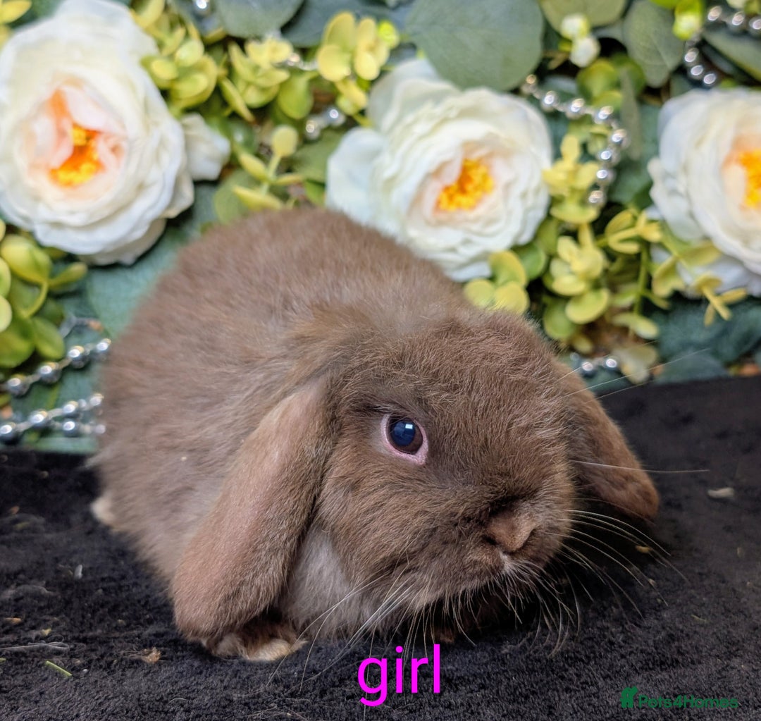 Mini Lop rabbits for sale: ❤️Stunning mini lop babies❤️ - Advert 14