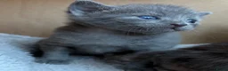 Mixed Breed cats for sale: Beautiful hand reared kittens - Advert 10