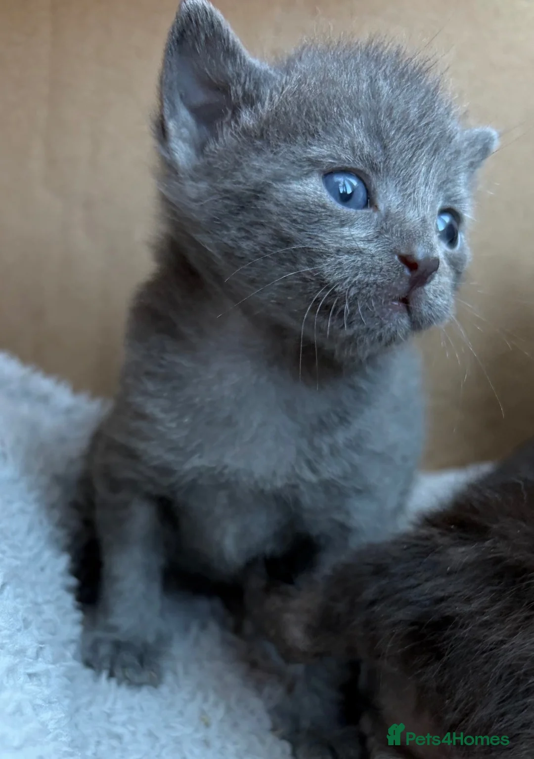 Mixed Breed cats for sale: Beautiful hand reared kittens - Advert 10