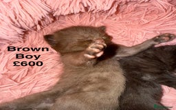 British Shorthair cats for sale: Cat with 6 kittens  - Image 6