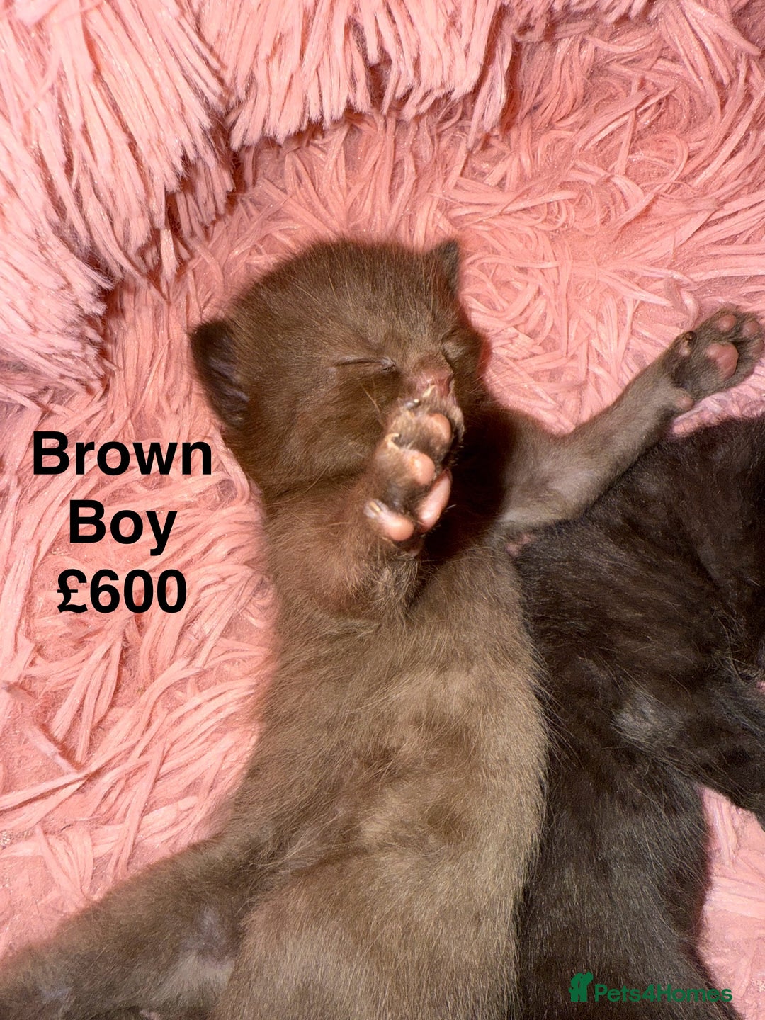 British Shorthair cats for sale: Cat with 6 kittens  - Image 6