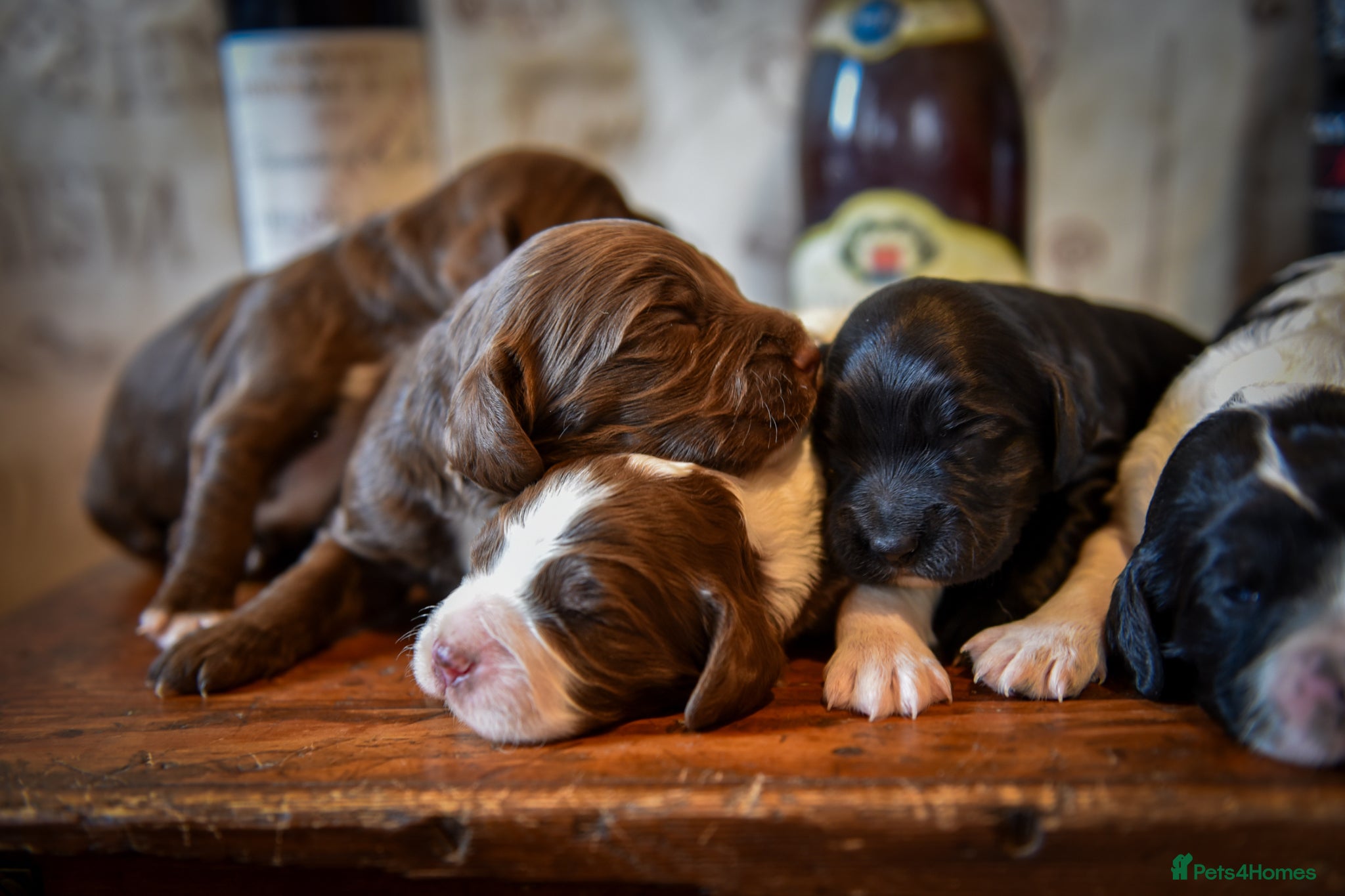 Sprocker dogs Traditional Sprockers From Health Tested Lines - Advert 1