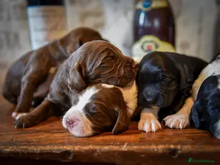 Sprocker dogs for sale: Traditional Sprockers From Health Tested Lines - Advert 1