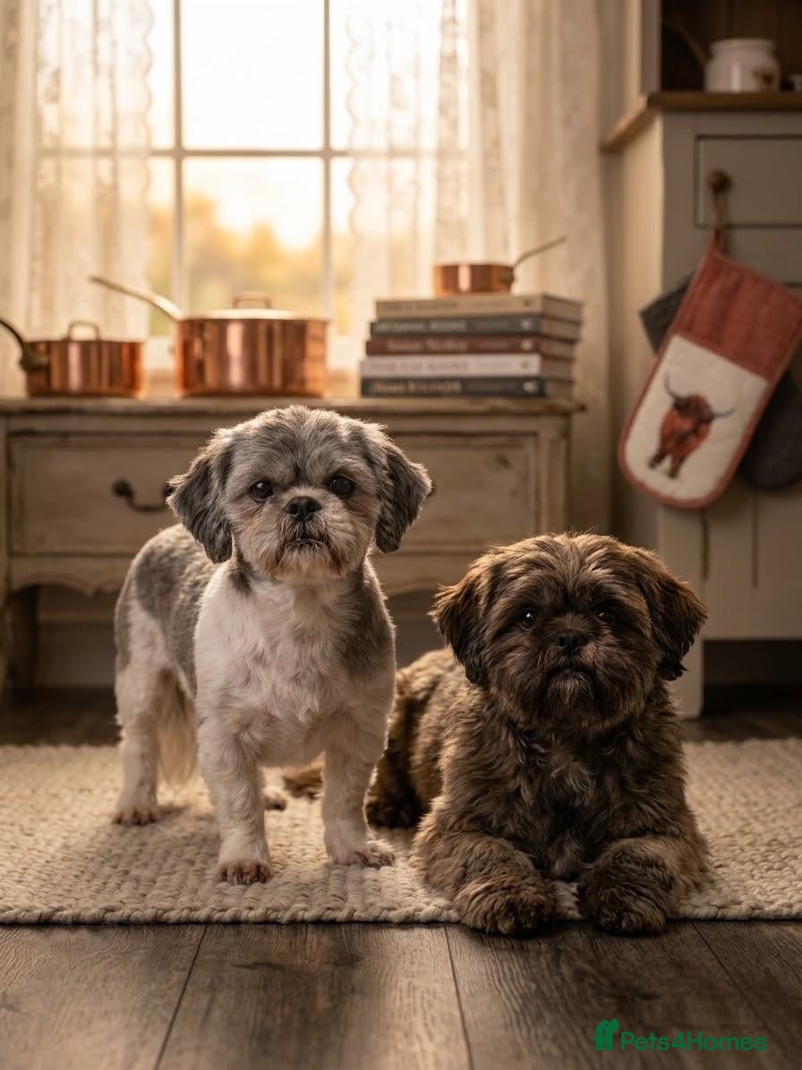 Shih Tzu dogs 1x male shih tzu 11 weeks old  - Advert 10