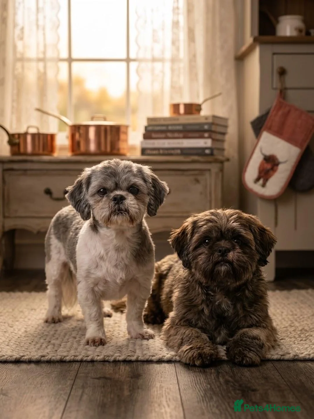 Shih Tzu dogs for sale: 1x male shih tzu 11 weeks old  - Advert 1