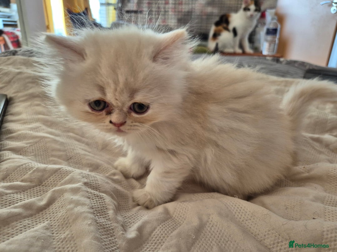 Persian cats for sale: Adorable Female Chinchilla Persian - ready now - Image 10
