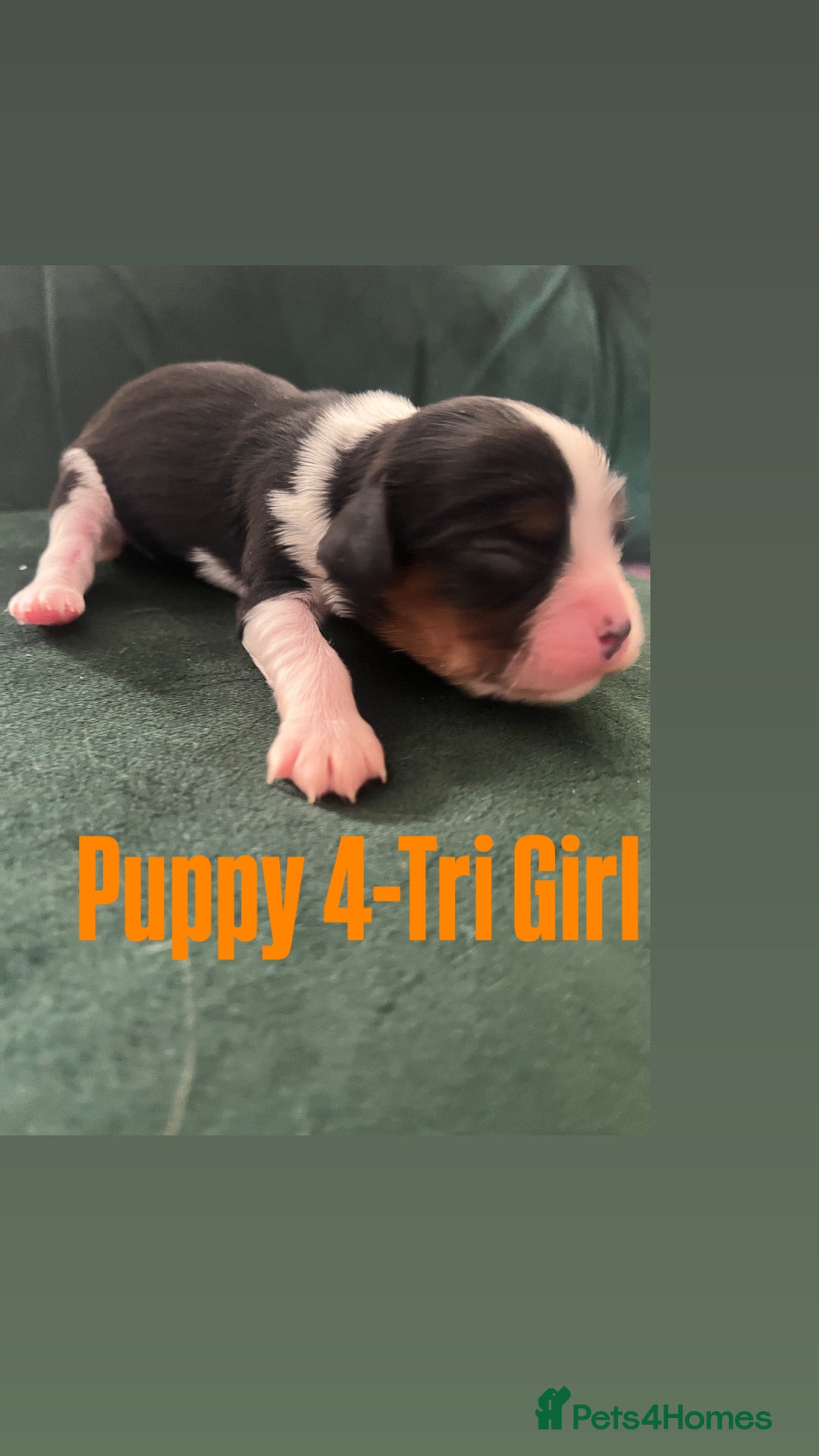 Cavalier King Charles Spaniel dogs for sale: Beautiful KC Registered Cavalier King Charles Pups - Advert 12