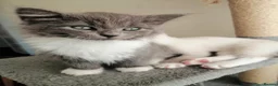 Russian Blue cats for sale: beautiful kittens😻😍 - Advert 25