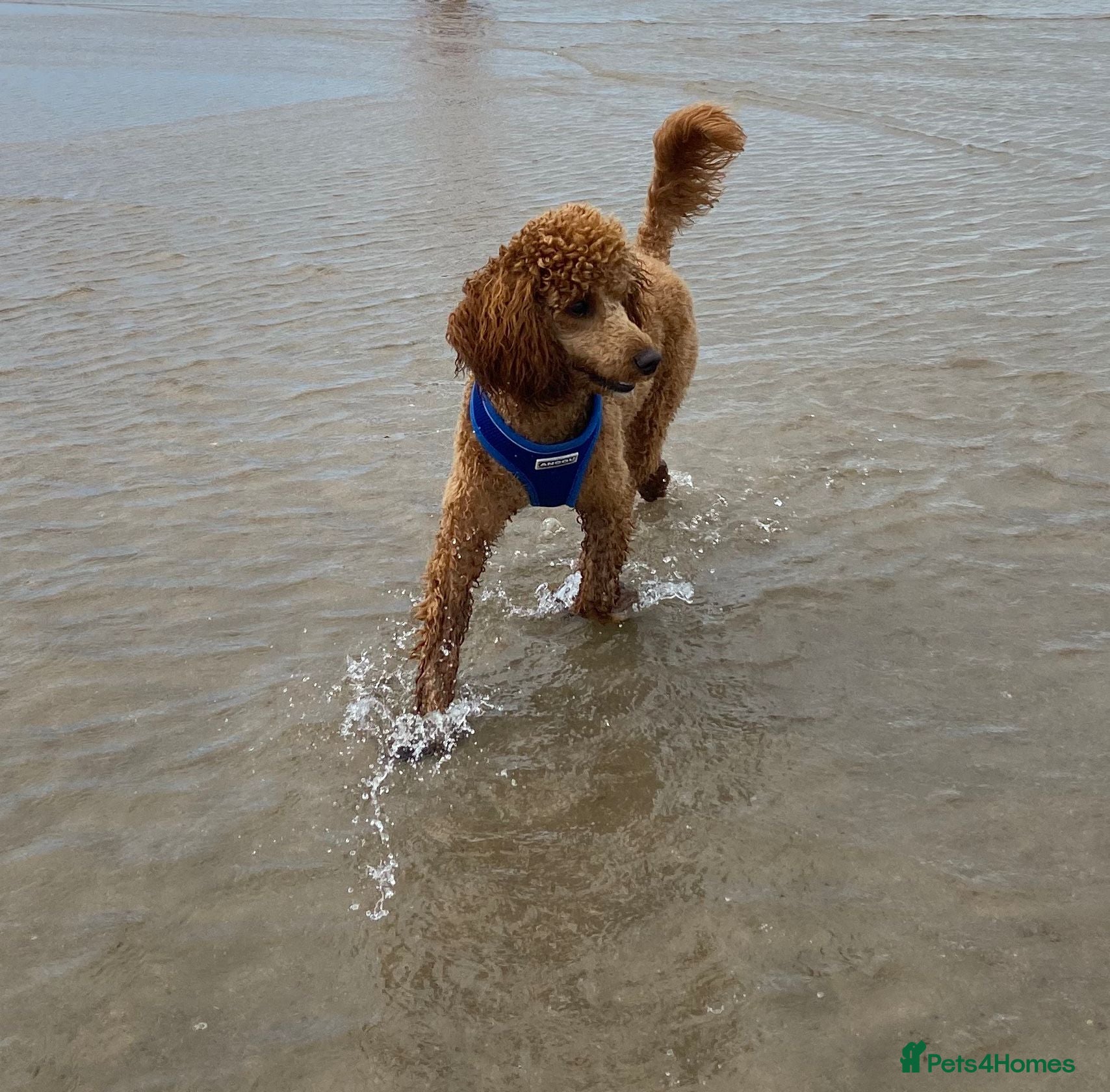 Miniature Poodle dogs KC Fox Red Fully Health Tested Miniature Poodle - Advert 14