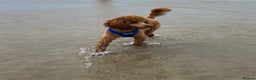 Miniature Poodle dogs for stud: KC Fox Red Fully Health Tested Miniature Poodle in Wirral - Advert 8