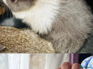 Dutch rabbits PURE BREED Dutch BABY RABBIT £30 AND GUINEAPIG £20 - Advert 4