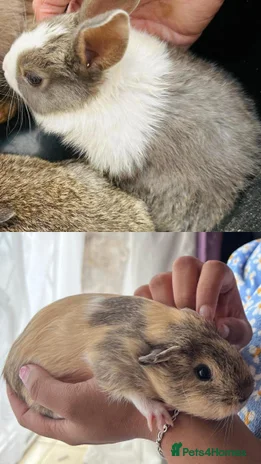 Dutch rabbits PURE BREED Dutch BABY RABBIT £30 AND GUINEAPIG £20 - Advert 2