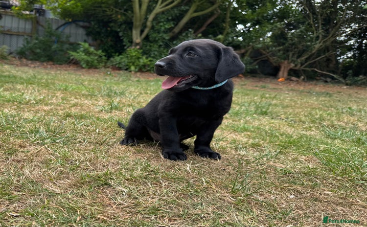 Labrador Retriever dogs - Advert 9