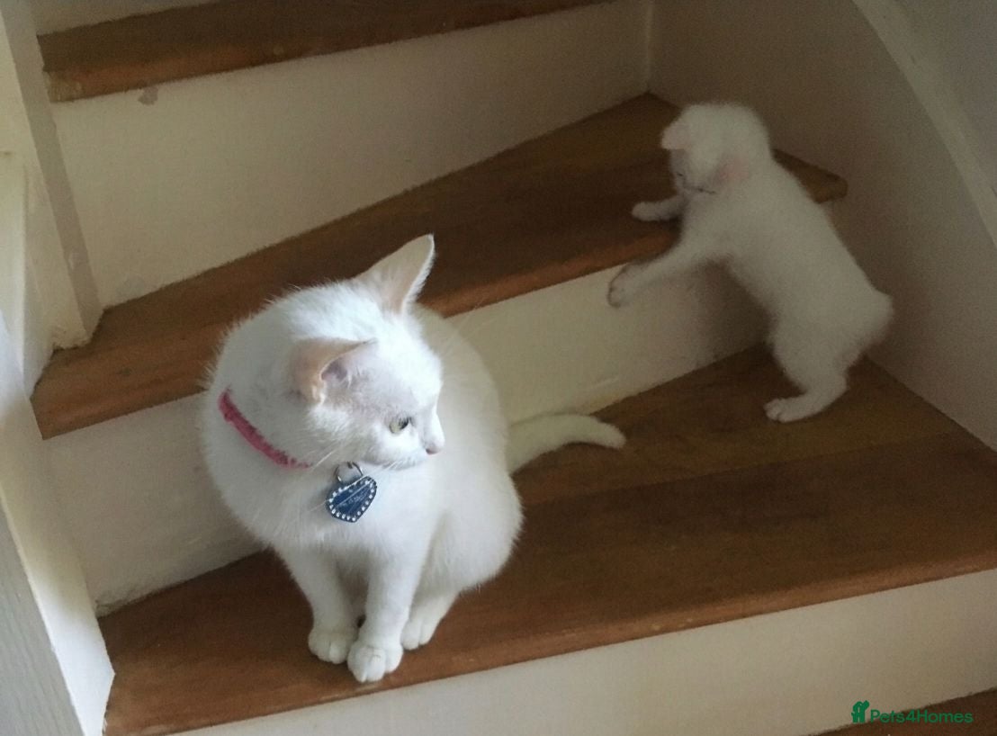 Domestic Shorthair cats Beautiful odd eyed pure white kitten - Advert 1