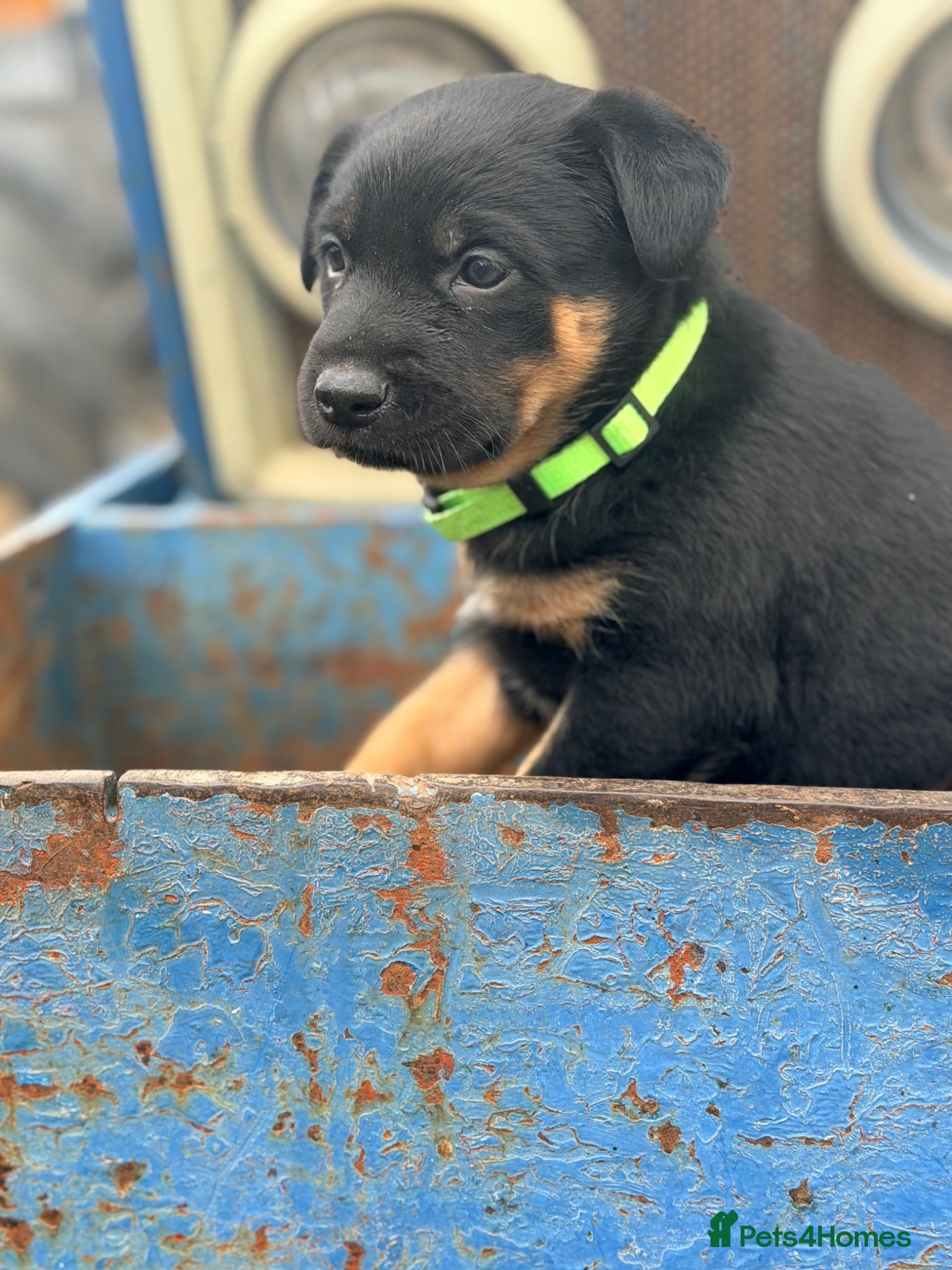 Mixed Breed dogs 4 x female kelpie/australian cattle dog cross  - Advert 1