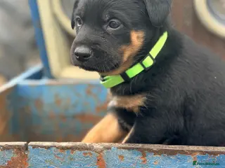 Mixed Breed dogs 4 x female kelpie/australian cattle dog cross - Advert 1
