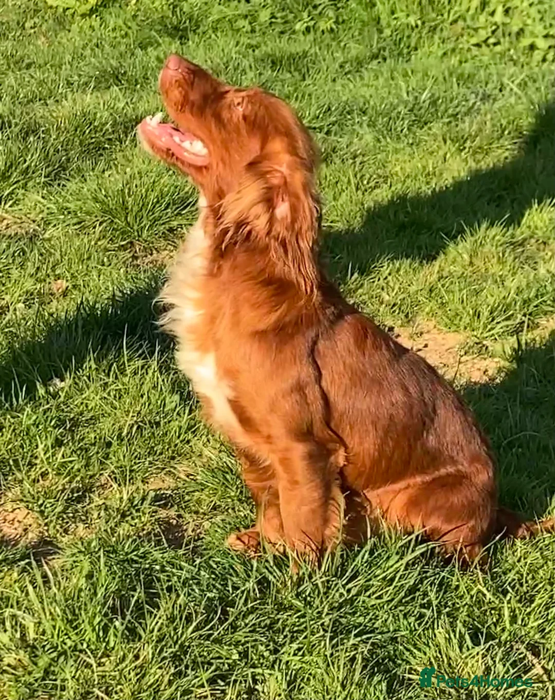 Cocker Spaniel dogs for stud: Fully Health Tested Dark Red W/Cocker Spaniel Stud in Totnes - Advert 16