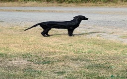 Flat coated Retriever dogs for sale: Young Flatcoated Retriever dog, basics trained - Image 3
