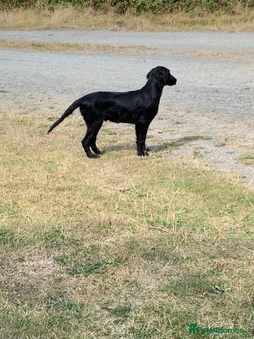 Flat coated Retriever dogs for sale: Young Flatcoated Retriever dog, basics trained - Image 3