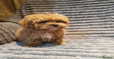 Maltipoo dogs - Advert 10