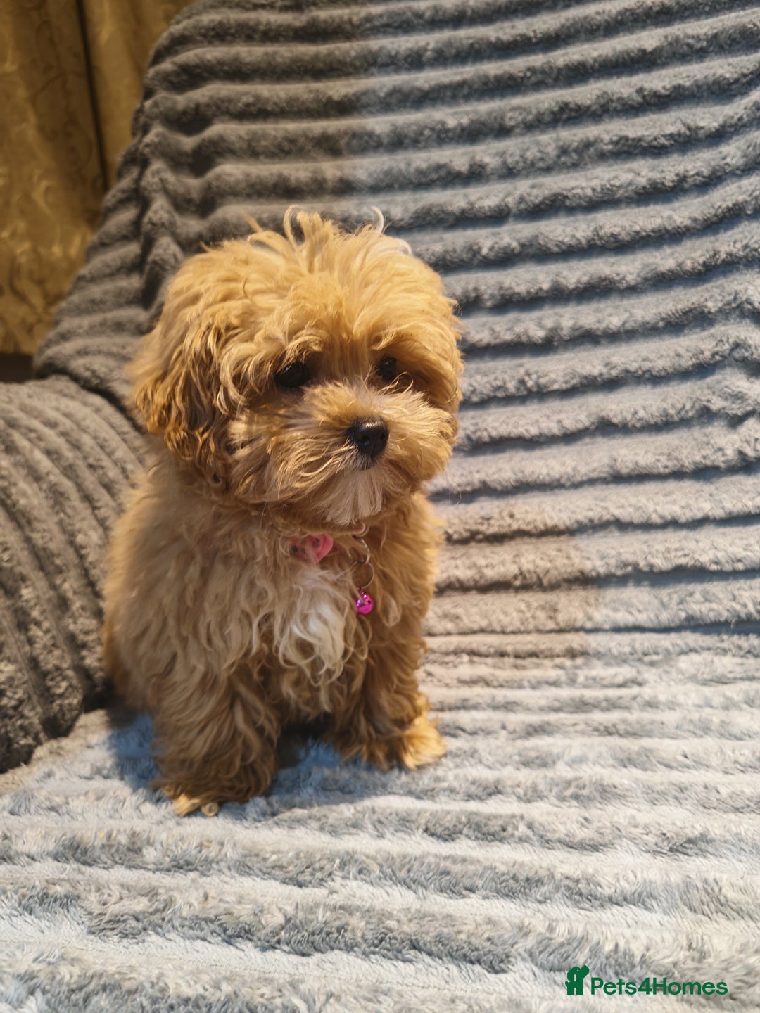 Maltipoo dogs for sale: Toy Maltipoo Ready to go - Image 3