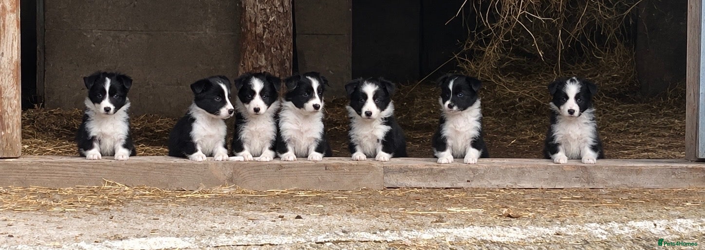 Border Collie dogs Mr Hefin Jones  - Advert 1