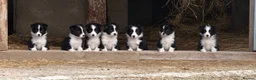 Border Collie dogs for sale: Mr Hefin Jones  in Corwen - Advert 1