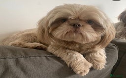 Shih Tzu dogs for stud: Lilac imperial shih tzu for stud in Clydebank - Image 4
