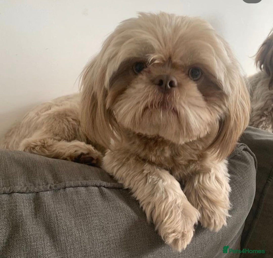 Shih Tzu dogs for stud: Lilac imperial shih tzu for stud in Clydebank - Image 4
