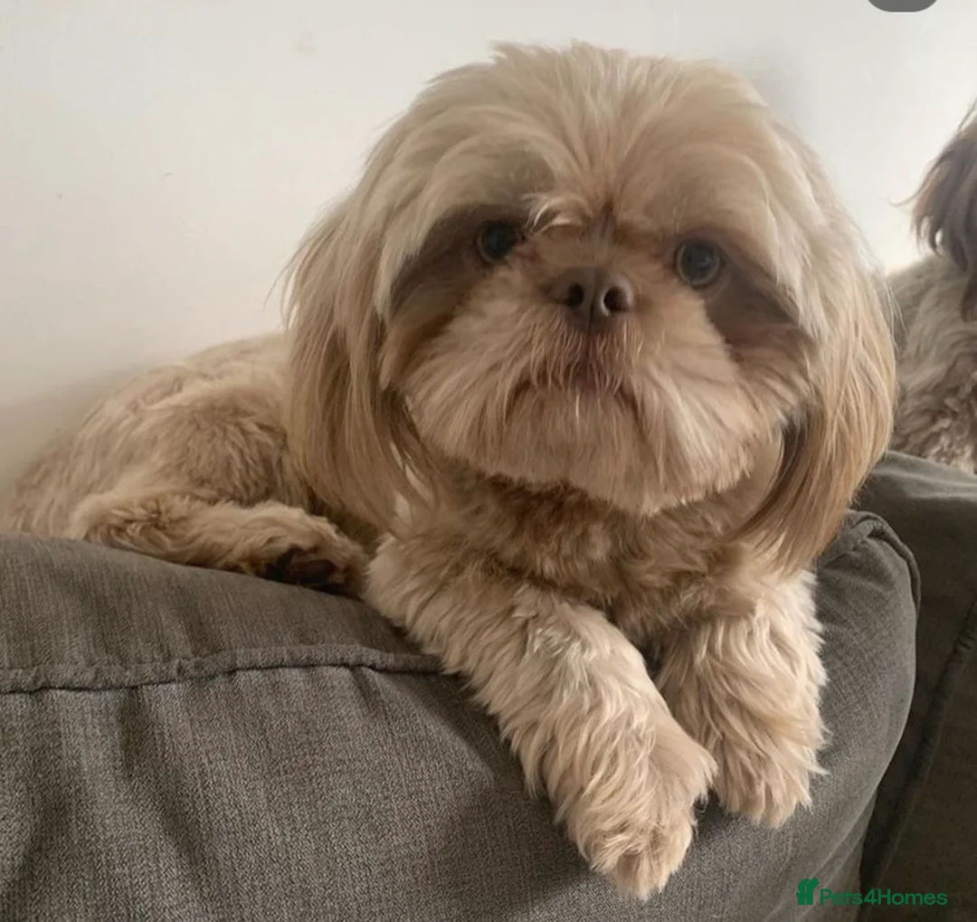 Shih Tzu dogs for stud: Lilac imperial shih tzu for stud in Clydebank - Advert 4